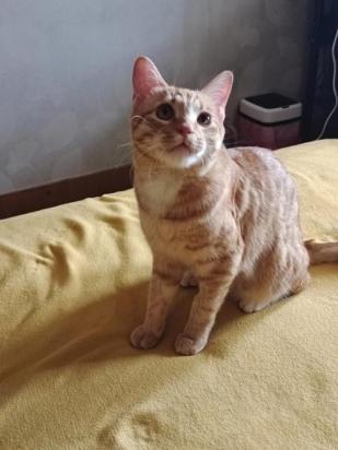 猫爱找有福气的人-图1