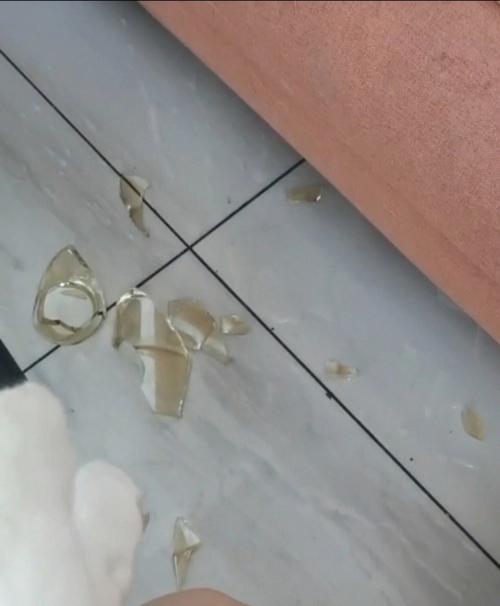 猫把杯子打碎了有什么征兆-图1