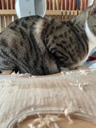 猫把腰挺上来是怎么了-图1