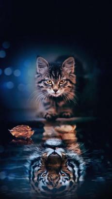 猫霸气的眼神图片-图1