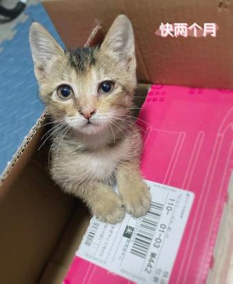 领养猫咪又退回可耻吗-图1