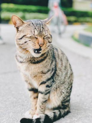 猫嗷呜长叫拖长尾音-图1