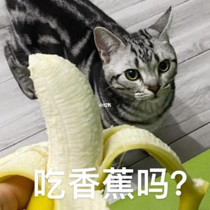 猫可以吃香蕉吗?为什么-图1