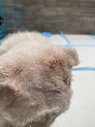 猫艾滋病症状图片-图1