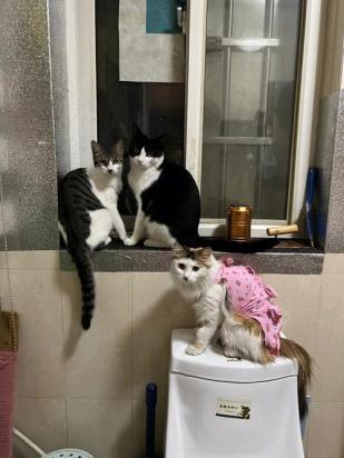 楼房里养猫会不会味道太大