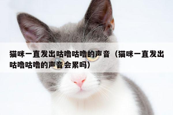 猫咪发出咕噜咕噜的声音是怎么回事-图1