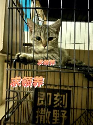 邻居举报不让养猫怎么办-图1