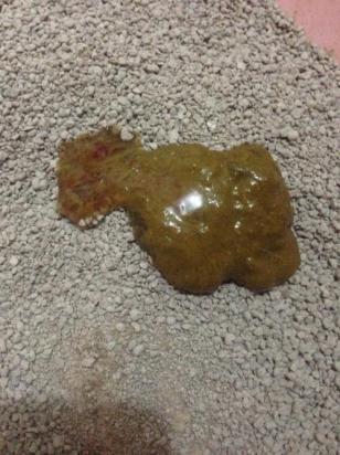 猫拉屎最后有粘液像痰带血-图1