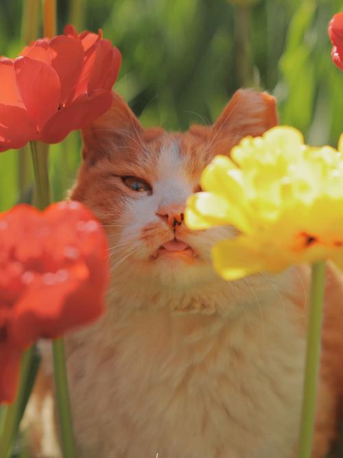 猫可以闻郁金香吗-图1