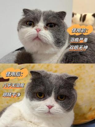 小猫有泪痕处理小妙招