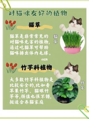 绿萝对猫有毒吗-图1