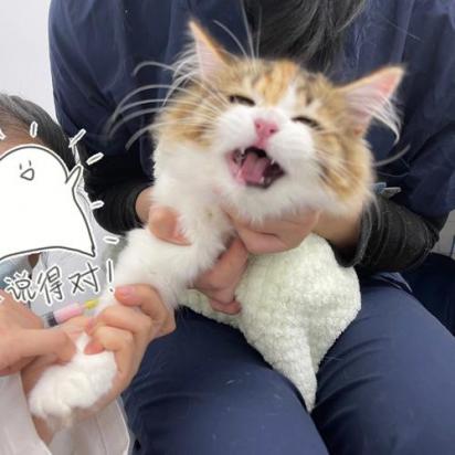 猫可以打吗-图1