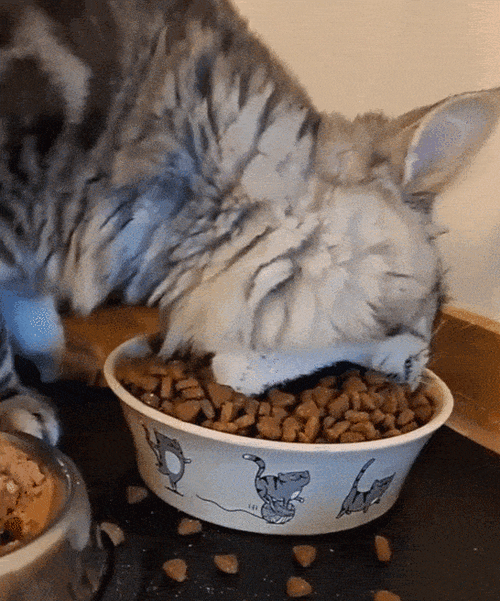 猫可以饿几天