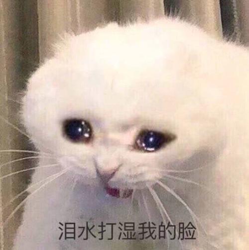 猫哭了代表什么预兆-图1