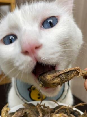 猫可以每天吃一只鹌鹑吗-1