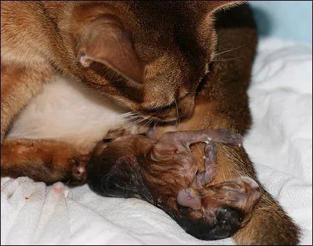 猫快生产的时候有什么表现-图1