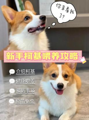 柯基犬为什么不建议养-图1