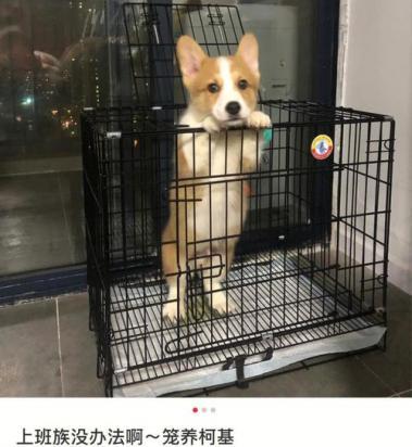 幼犬刚到家关笼子一直叫怎么办-图1