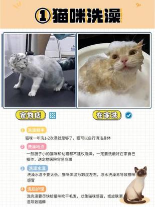 室内养猫多久洗澡一次