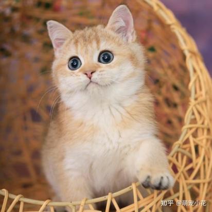 什么人养猫运气会变好