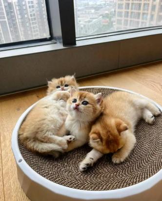 猫咪接受新家的表现-图1