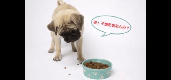 狗不吃不喝能撑几天-图1