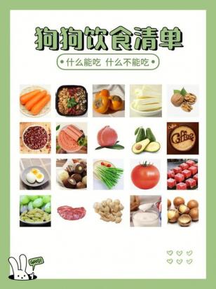 比熊不能吃的东西清单