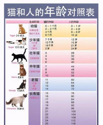 猫可以活到多少岁-图1