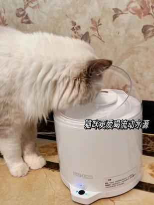 猫可以喝矿泉水吗-图1
