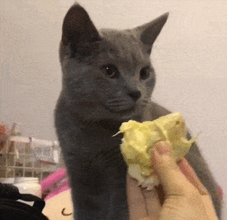 猫可以吃榴莲不-图1