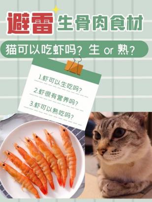 猫可以吃豆腐吗-图1