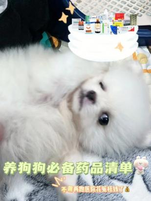 狗狗喝葡萄糖一天喝多少正常-图1