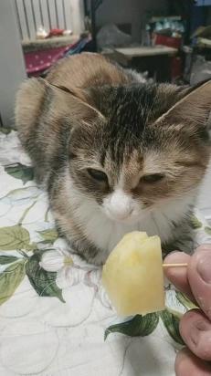 猫可以吃梨吗-图1