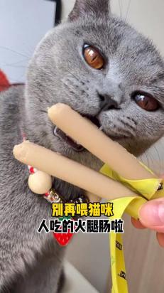 猫可以吃火腿肠吗-图1