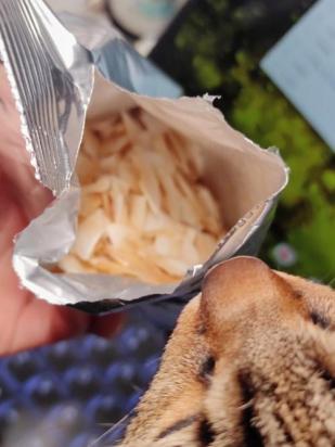 猫可以吃椰子肉吗-图1