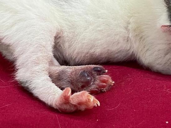 猫快生产的前几天有什么症状