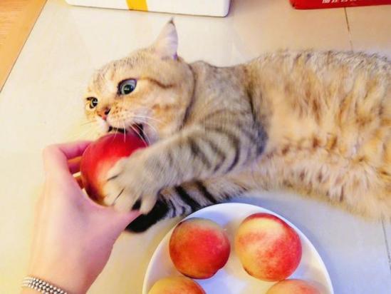 猫可以吃桃子吗-图1