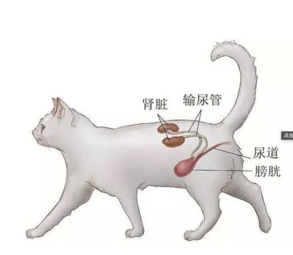 猫恐惧时为什么会尿失禁