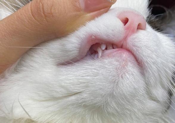 猫口炎最佳治疗方法-图1