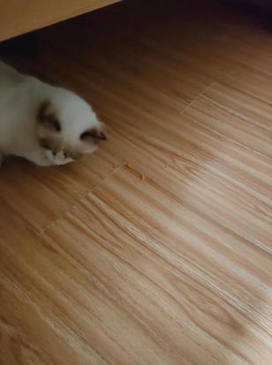 猫可以吃红薯吗-图1