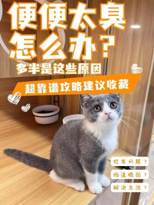 猫拉屎很臭是什么原因-图1