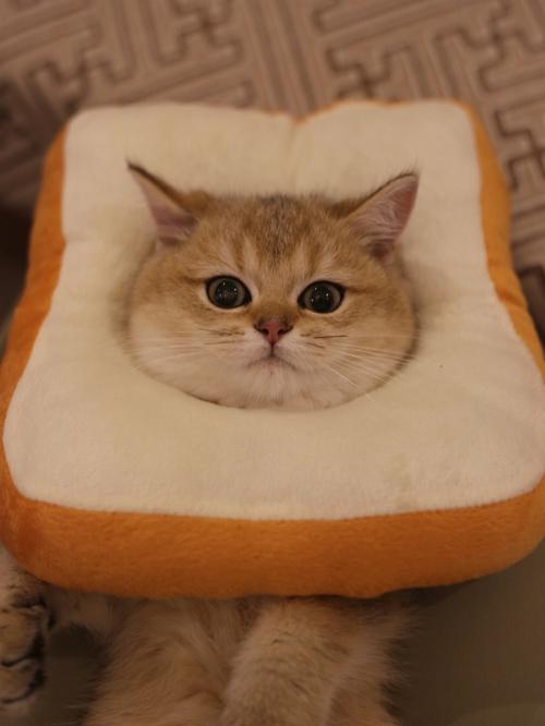 猫可以吃面包吗-图1