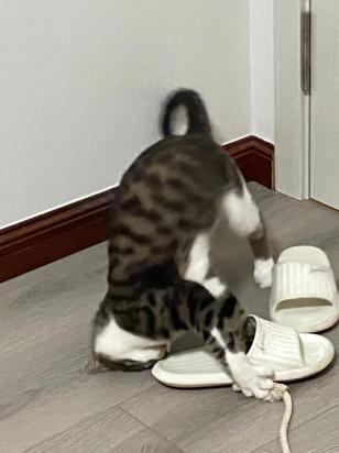 猫爱咬拖鞋怎么办-图1