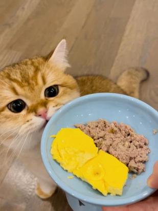 猫可以吃鸡蛋黄吗-图1