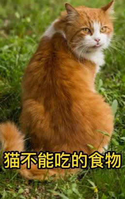 猫可以几天不吃东西-图1