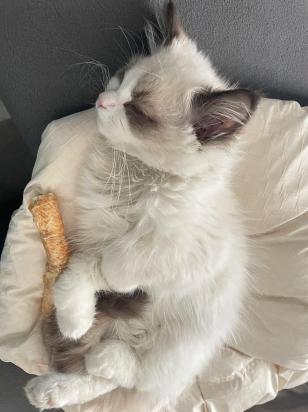 猫可以吃玉米吗-图1