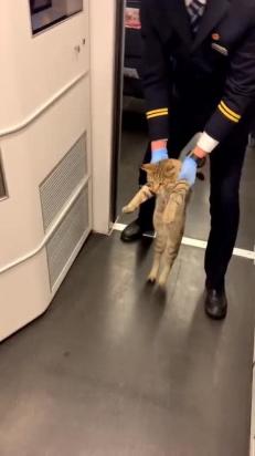 猫可以带上高铁吗-图1
