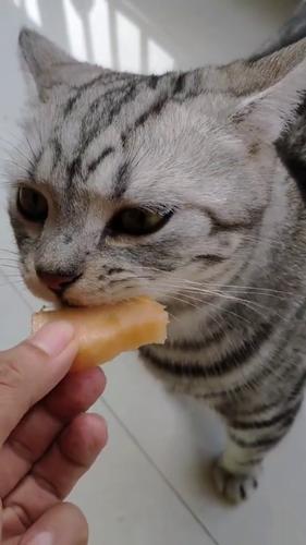 猫可以吃哈密瓜吗-图1