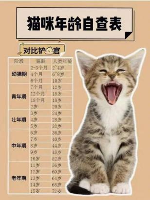 猫3岁相当于人多少岁-图1