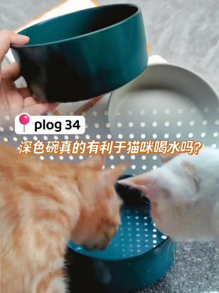 猫看着喝水碗叫-图1